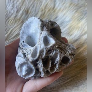 California coral reef rock shells ocean chunk decor